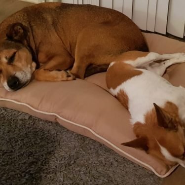 Bert & Kuda, Brisbane to Denver, United States