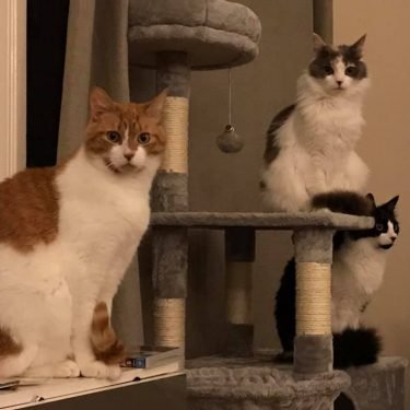 Ginger, Salem & Motley, Sydney to Edinburgh, United Kingdom