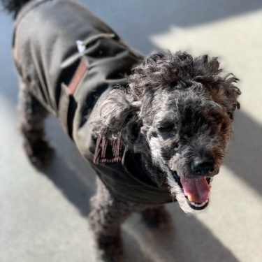 Bandit, Perth to London, United Kingdom